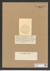 Actinocyclus moniliformis Ralfs. (de-Toni-Nr.: Genus 195, Species 4780) Zeichnungen Sammlung Grunow Nr. 8417 (NHMW-BOT-W0377862)